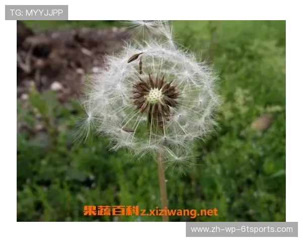 广州蒲公英首战复盘一大亮点提振信心一大不足暴露临门一脚定成败